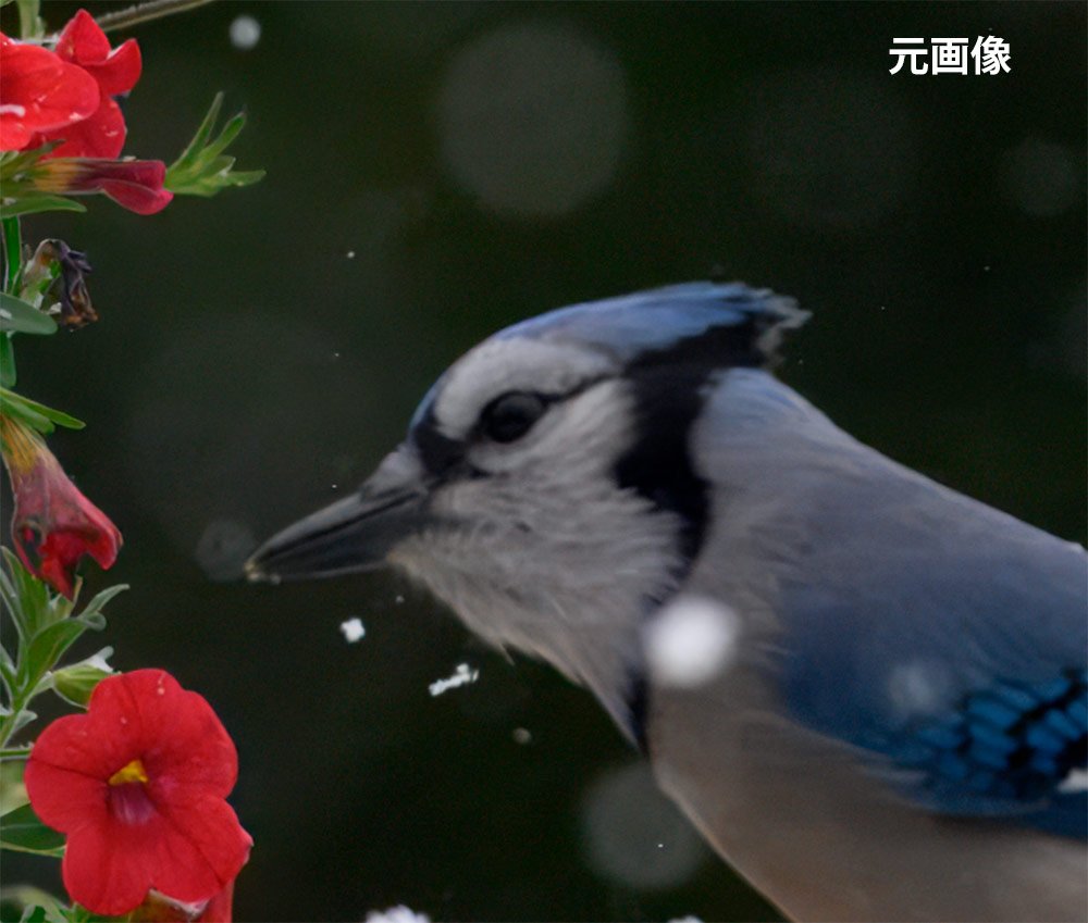 Topaz Photo AIで補正する前の画像