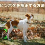 【2026年】写真のピンボケは直せる？無料編集からAI補正までやさしく解説