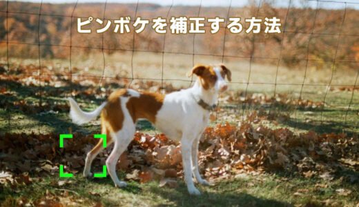 【2026年】写真のピンボケは直せる？無料編集からAI補正までやさしく解説
